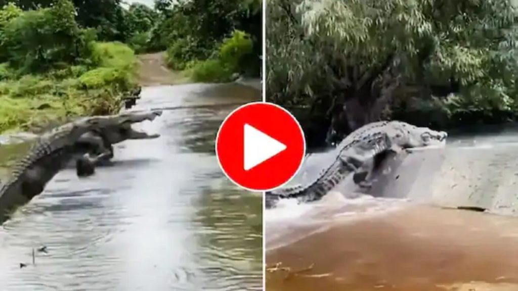 Viral Video Alligator Comes Out Of Water To Hunt Then Disappears In River. Watch