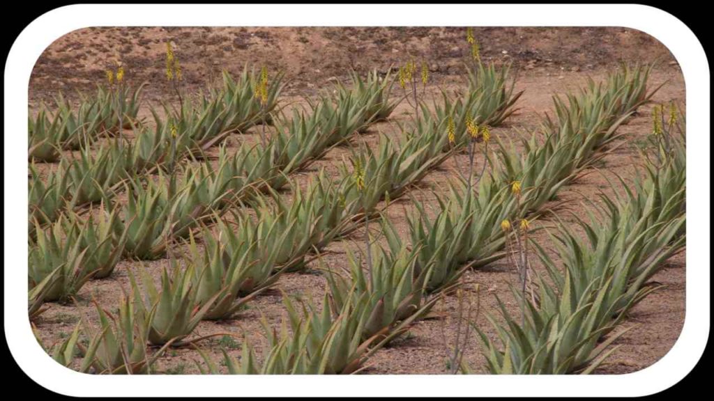 Aloe Cultivation