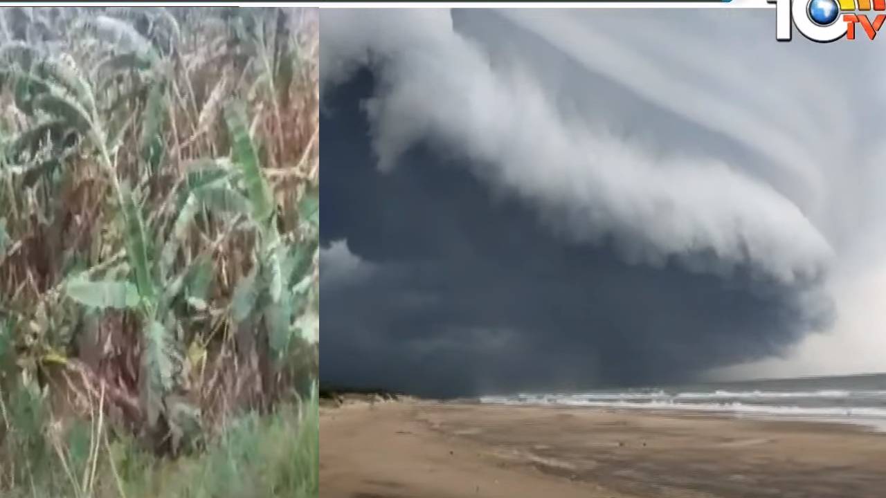 Asani Cyclone: వాయుగుండంగా మారిన అసని: కోస్తాజిల్లాల్లో వర్షాలు, భారీగా పంట నష్టం Asani Cyclone: వాయుగుండంగా మారిన అసని: కోస్తాజిల్లాల్లో వర్షాలు, భారీగా పంట నష్టం