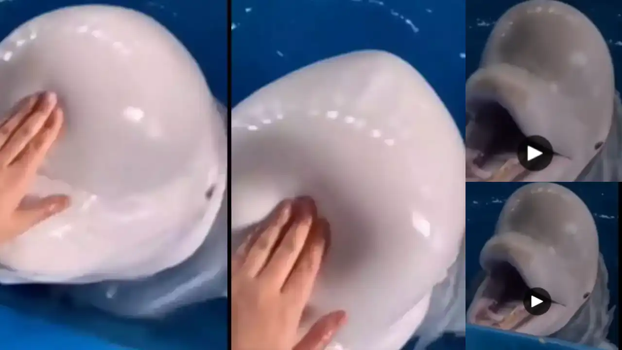 Beluga whale : వావ్ బెలూగా వేల్..అచ్చు బెలూన్ లా ఉందే..!! Beluga whale : వావ్ బెలూగా వేల్..అచ్చు బెలూన్ లా ఉందే..!!