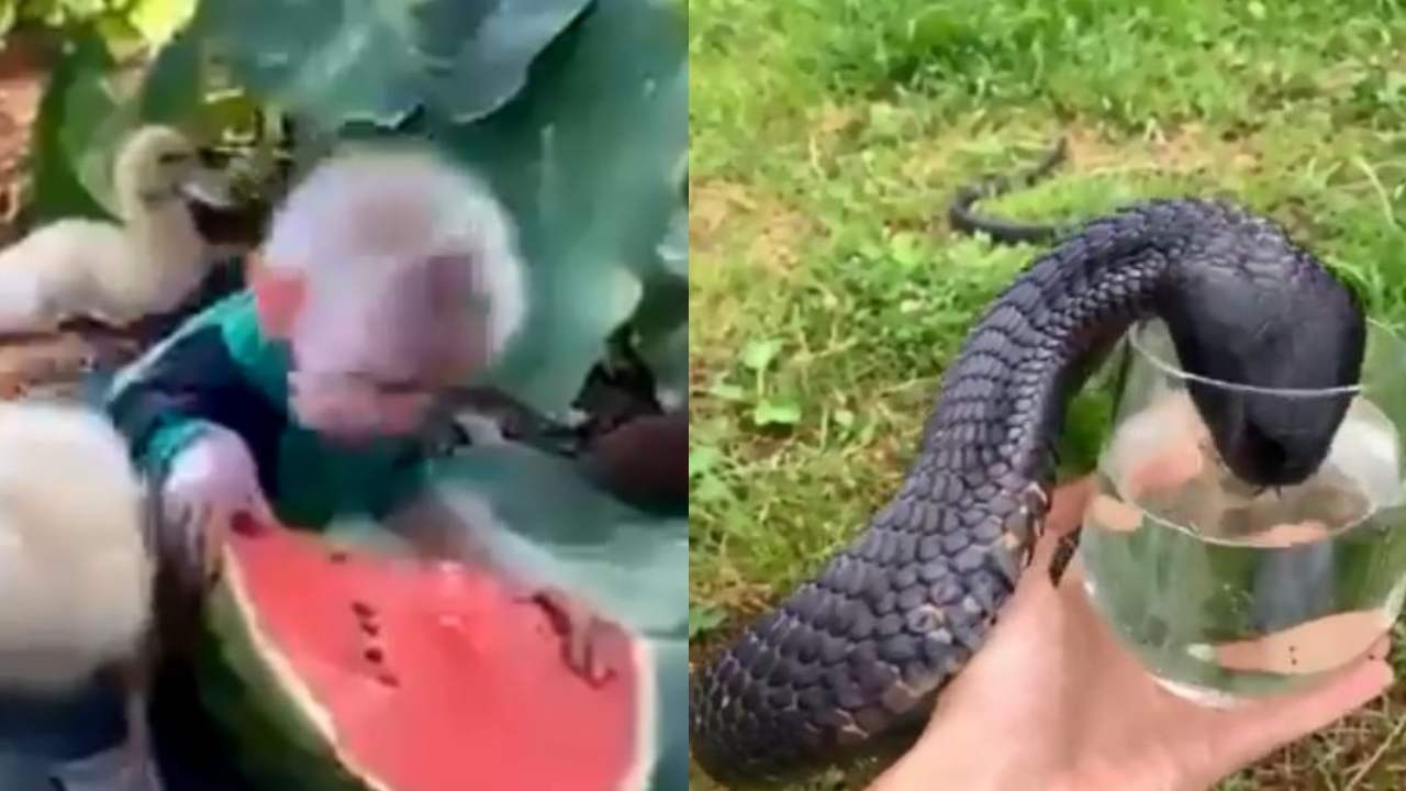 Viral Video: కోతి, బాతు పిల్లలు పుచ్చకాయ తినడం కాదు.. ఇక్కడ చూడండి కింగ్ కోబ్రా ఏం చేస్తోందో..!! Viral Video: కోతి, బాతు పిల్లలు పుచ్చకాయ తినడం కాదు.. ఇక్కడ చూడండి కింగ్ కోబ్రా ఏం చేస్తోందో..!!