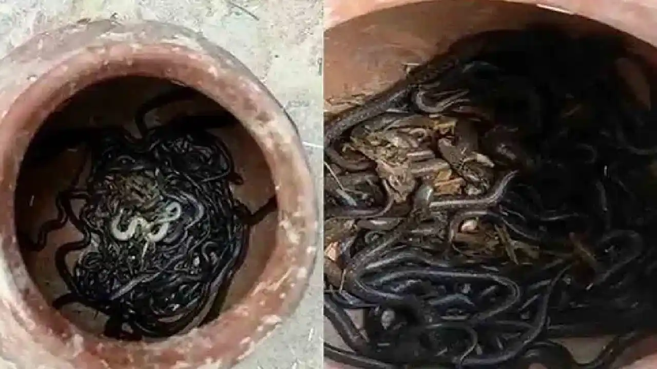 Black Cobras : మట్టి కుండలో బయటపడ్డ 90 నాగుపాములు Black Cobras : మట్టి కుండలో బయటపడ్డ 90 నాగుపాములు
