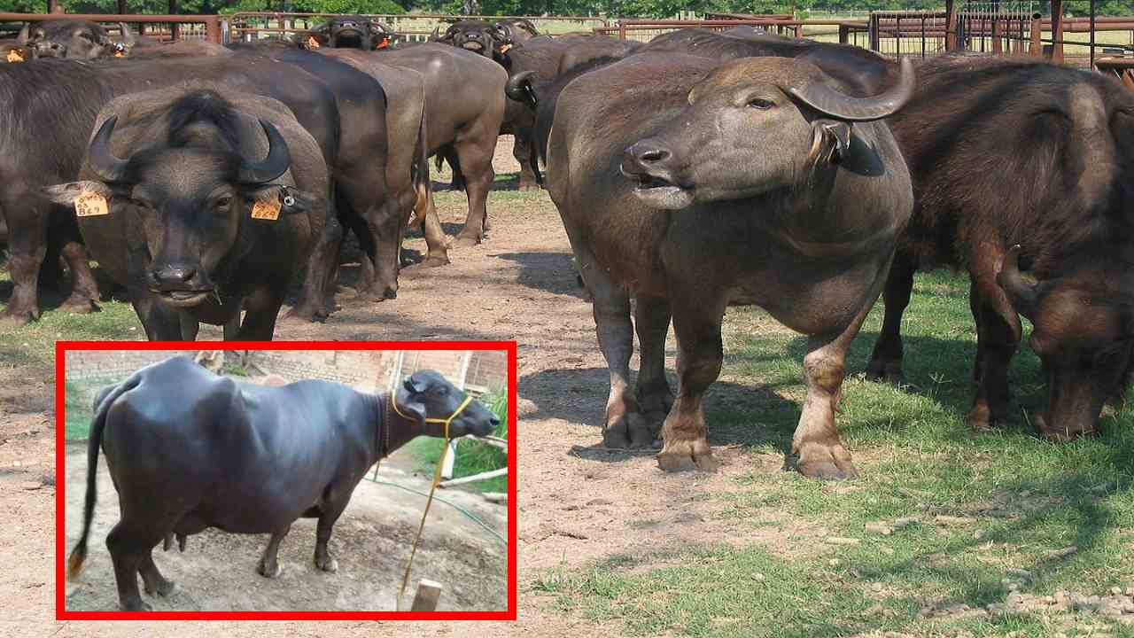 Cattle : పాడి పశువుల్లో గర్భాశయ సమస్యలు, నివారణ చర్యలు Cattle : పాడి పశువుల్లో గర్భాశయ సమస్యలు, నివారణ చర్యలు