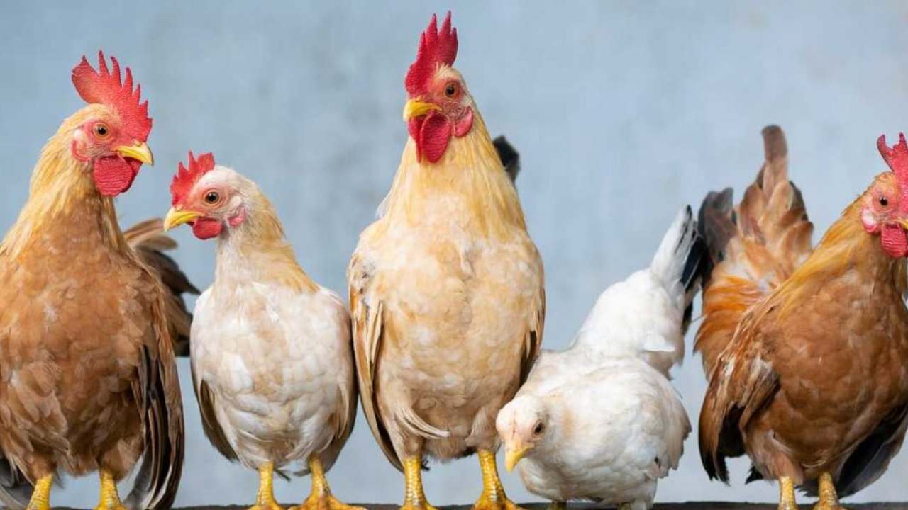 Chicken Price: వేసవి ఎఫెక్ట్.. మాంసాహార ప్రియులకు షాక్.. Chicken Price: వేసవి ఎఫెక్ట్.. మాంసాహార ప్రియులకు షాక్..