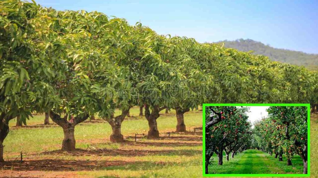 Cultivation Of Orchards