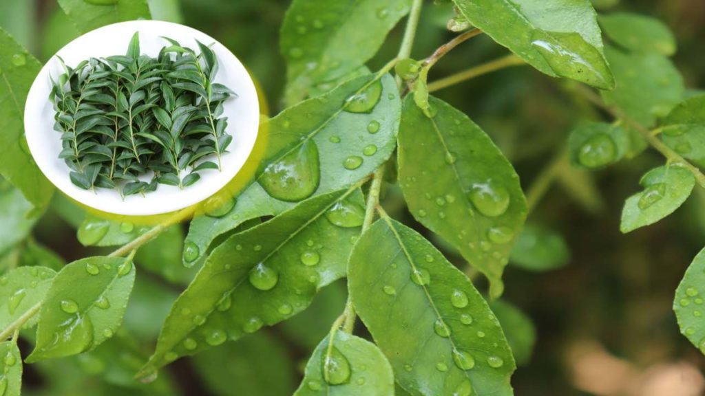 Curry Leaves