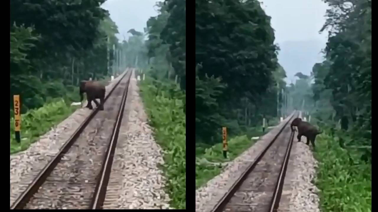 Elephant on Tracks: రైలు పట్టాలపై ఏనుగు: చివరి క్షణంలో స్పందించిన లోకో పైలట్ Elephant on Tracks: రైలు పట్టాలపై ఏనుగు: చివరి క్షణంలో స్పందించిన లోకో పైలట్