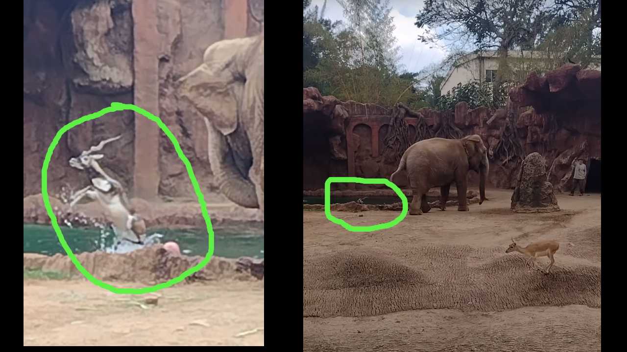 Touching Video: వైరల్ వీడియో: నీటిలో మునిగిపోతున్న దుప్పి కోసం తల్లడిల్లిన ఏనుగు Touching Video: వైరల్ వీడియో: నీటిలో మునిగిపోతున్న దుప్పి కోసం తల్లడిల్లిన ఏనుగు