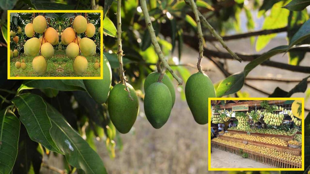 Harvesting Mangoes
