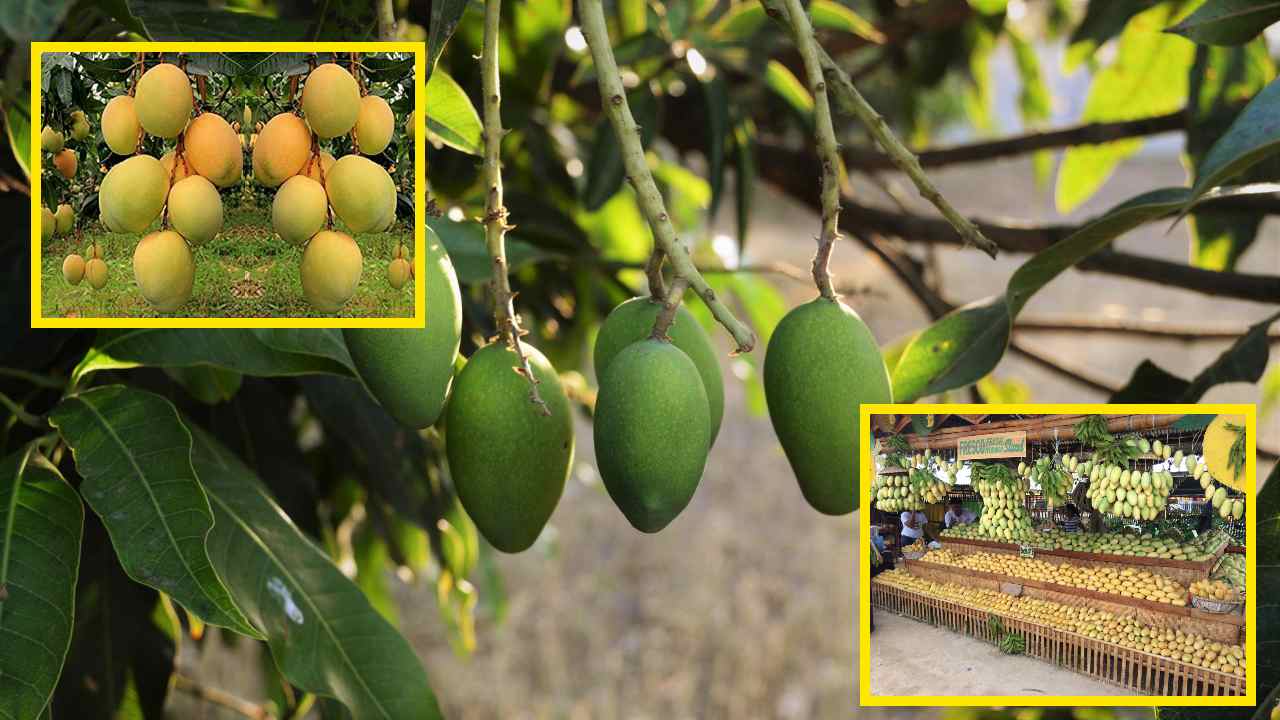 Mangoes Harvesting : మామిడిలో కాయకోతల సమయంలో జాగ్రత్తలు! Mangoes Harvesting : మామిడిలో కాయకోతల సమయంలో జాగ్రత్తలు!