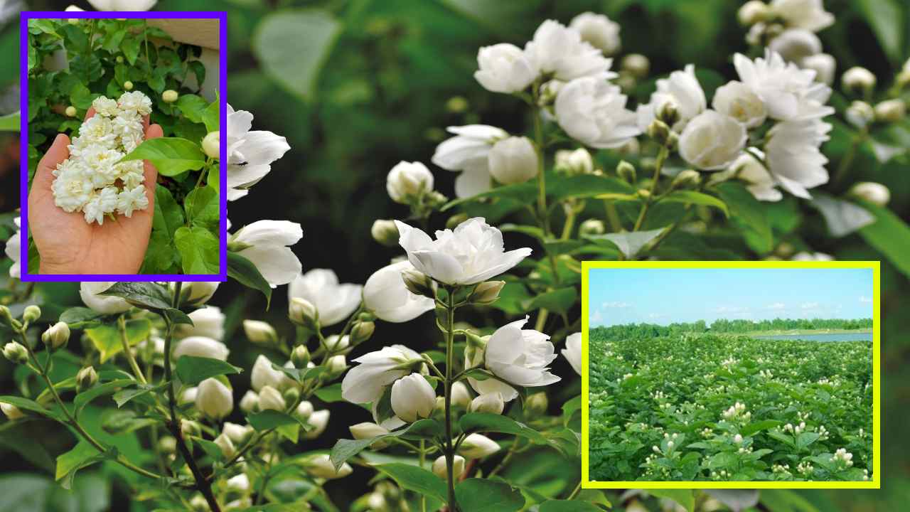 Jasmine Cultivation : మల్లె సాగులో యాజమాన్యం Jasmine Cultivation : మల్లె సాగులో యాజమాన్యం