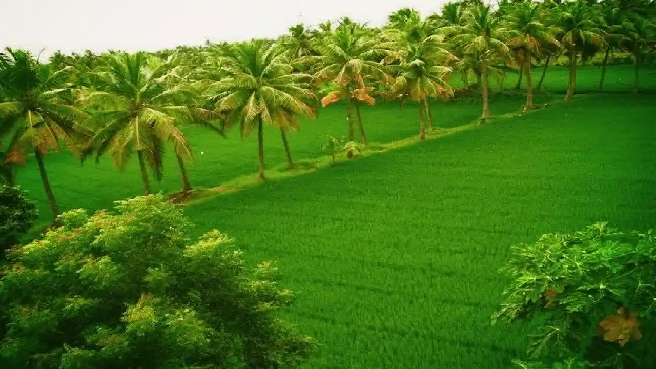 Konaseema : సాంప్రదాయాలకు, మర్యాదలకు పుట్టినిల్లు కోనసీమ Konaseema : సాంప్రదాయాలకు, మర్యాదలకు పుట్టినిల్లు కోనసీమ
