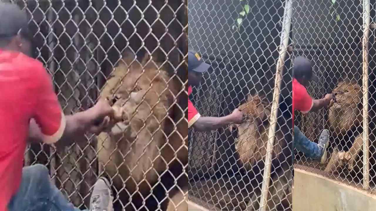 Lion Bites Finger: సింహం బోనులో వేలుపెట్టాడు.. కొరికేసింది Lion Bites Finger: సింహం బోనులో వేలుపెట్టాడు.. కొరికేసింది