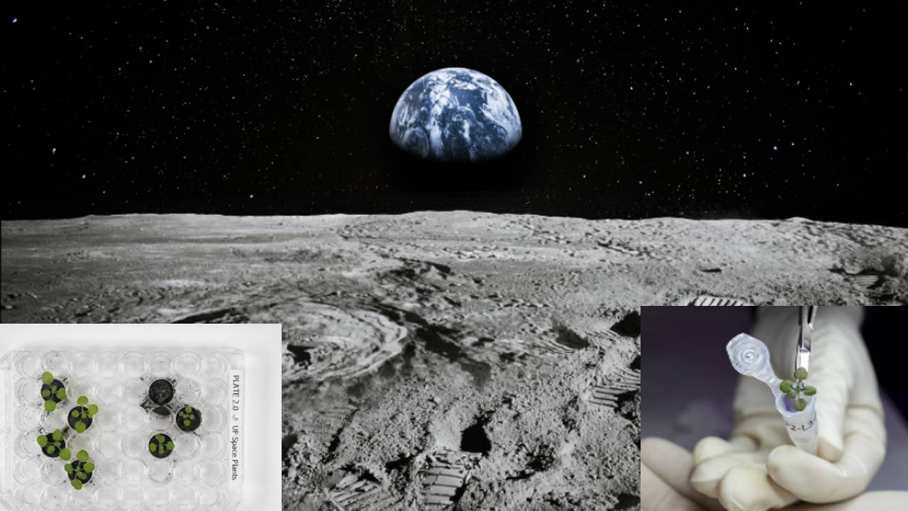 Moon Soil Plant: చంద్రుడిపై నుంచి తెచ్చిన మట్టిలో మొక్కల పెంపకం విజయవంతం Moon Soil Plant: చంద్రుడిపై నుంచి తెచ్చిన మట్టిలో మొక్కల పెంపకం విజయవంతం