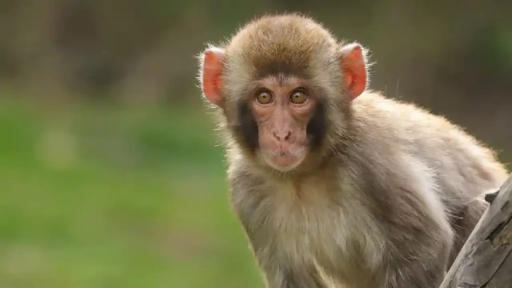 Monkey