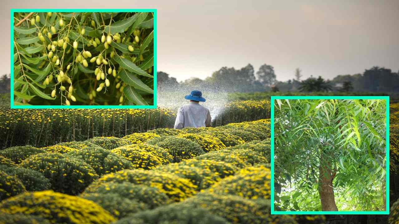 Neem Benifits : వేపతో వ్యవసాయంలో బహుళ ప్రయోజనాలు! Neem Benifits : వేపతో వ్యవసాయంలో బహుళ ప్రయోజనాలు!