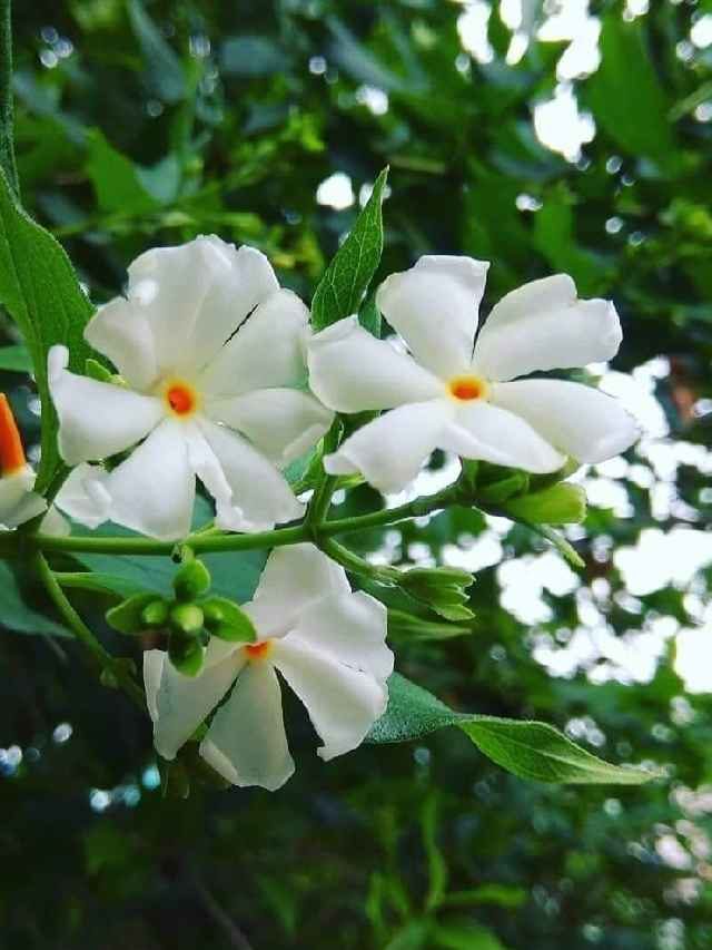 >పారిజాతం ఆకులతో ప్రయోజనాలెన్నో.. అనేక వ్యాధులకు చెక్