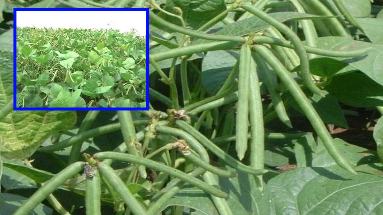 Pesara Crop : పెసర పంటలో తెగుళ్లు, నివారణ Pesara Crop : పెసర పంటలో తెగుళ్లు, నివారణ
