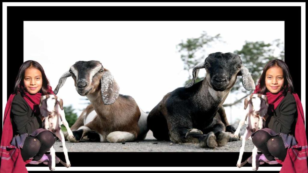 Sheep And Goats (1)
