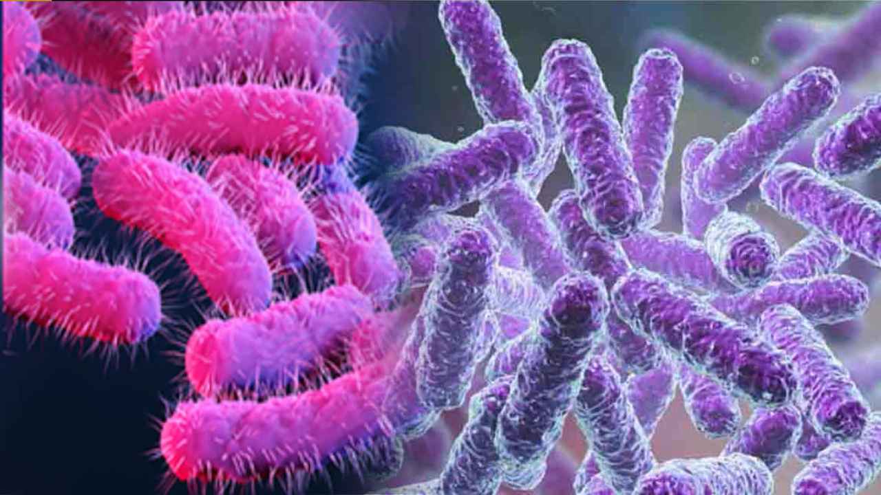 Shigella: కేరళ బాలిక ప్రాణాలు తీసిన షిగెల్లా బ్యాక్టీరియా కథేంటి? Shigella: కేరళ బాలిక ప్రాణాలు తీసిన షిగెల్లా బ్యాక్టీరియా కథేంటి?