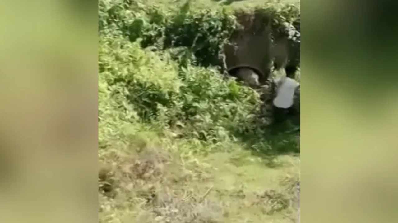 Tiger attack: పులిని ఫోటో తీద్దామని వెళ్లాడు.. పంజాతో కొడితే.. Tiger attack: పులిని ఫోటో తీద్దామని వెళ్లాడు.. పంజాతో కొడితే..
