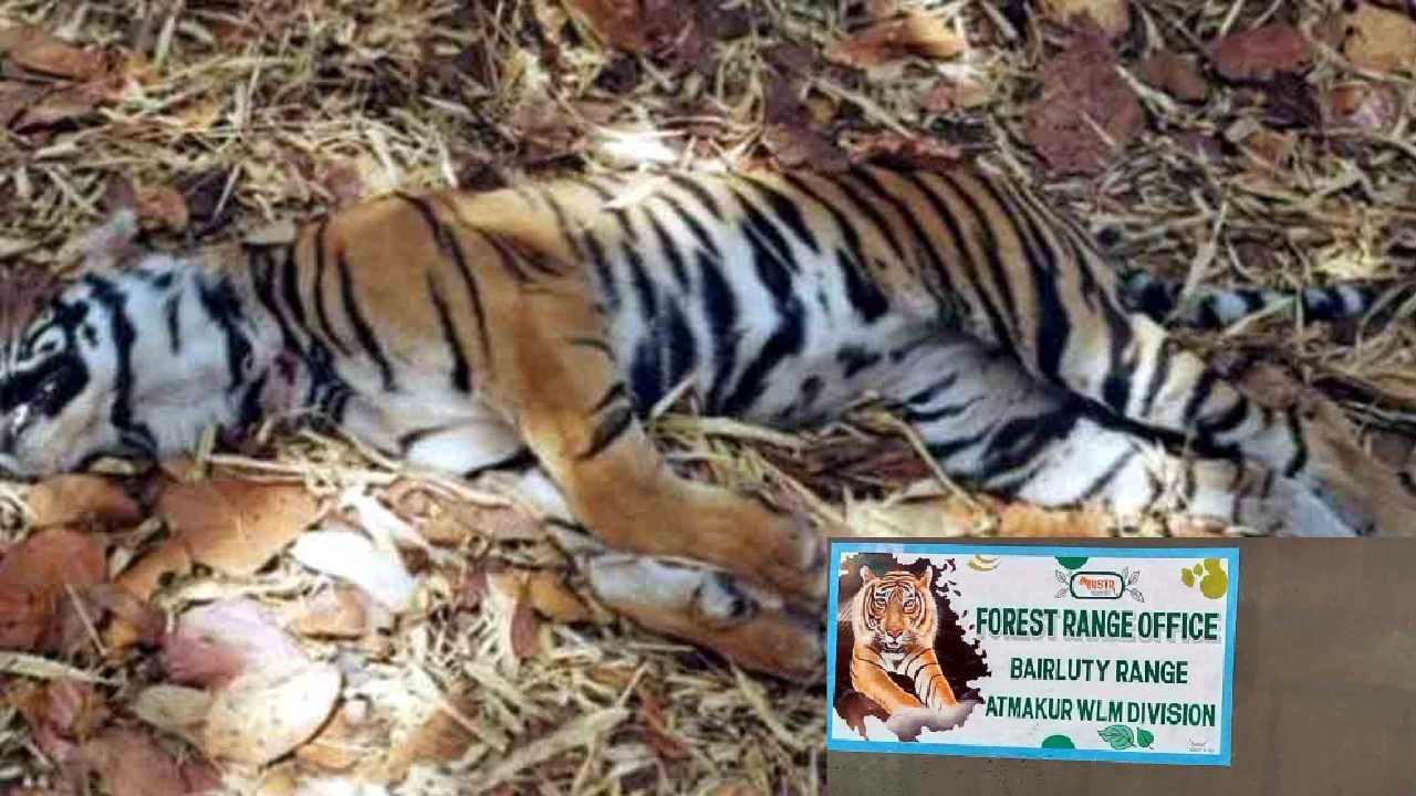 Tiger Death: నల్లమల అటవీ ప్రాంతంలో అనుమానాస్పద స్థితిలో పెద్దపులి మృతి Tiger Death: నల్లమల అటవీ ప్రాంతంలో అనుమానాస్పద స్థితిలో పెద్దపులి మృతి