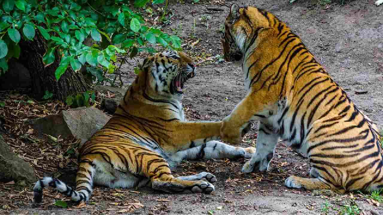 Bengal Tigers: ఆడపులితో కలయిక కోసం బంగ్లాదేశ్ నుండి భారత్లోకి వస్తున్న పులులు Bengal Tigers: ఆడపులితో కలయిక కోసం బంగ్లాదేశ్ నుండి భారత్లోకి వస్తున్న పులులు