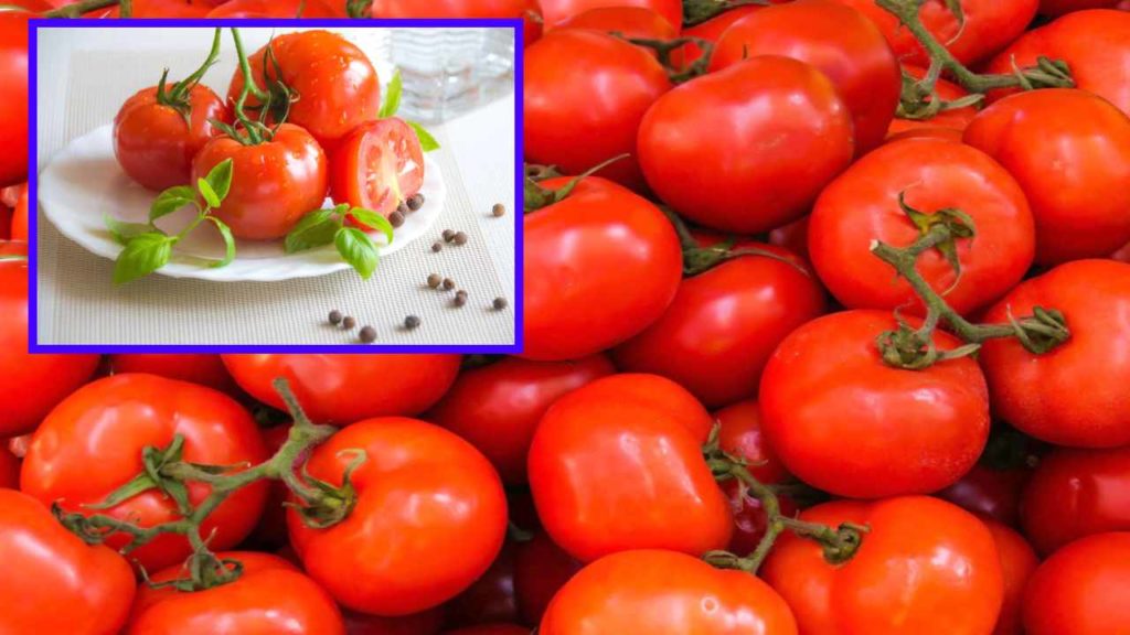 Tomato
