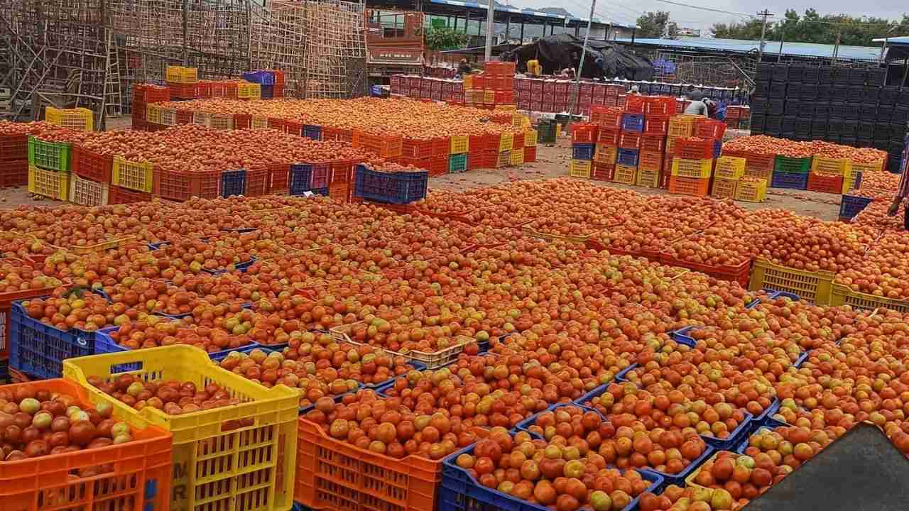 Tomato Price Hike: అమ్మో టమాటా.. పెట్రోల్, చికెన్తోనే పోటీనా?! Tomato Price Hike: అమ్మో టమాటా.. పెట్రోల్, చికెన్తోనే పోటీనా?!