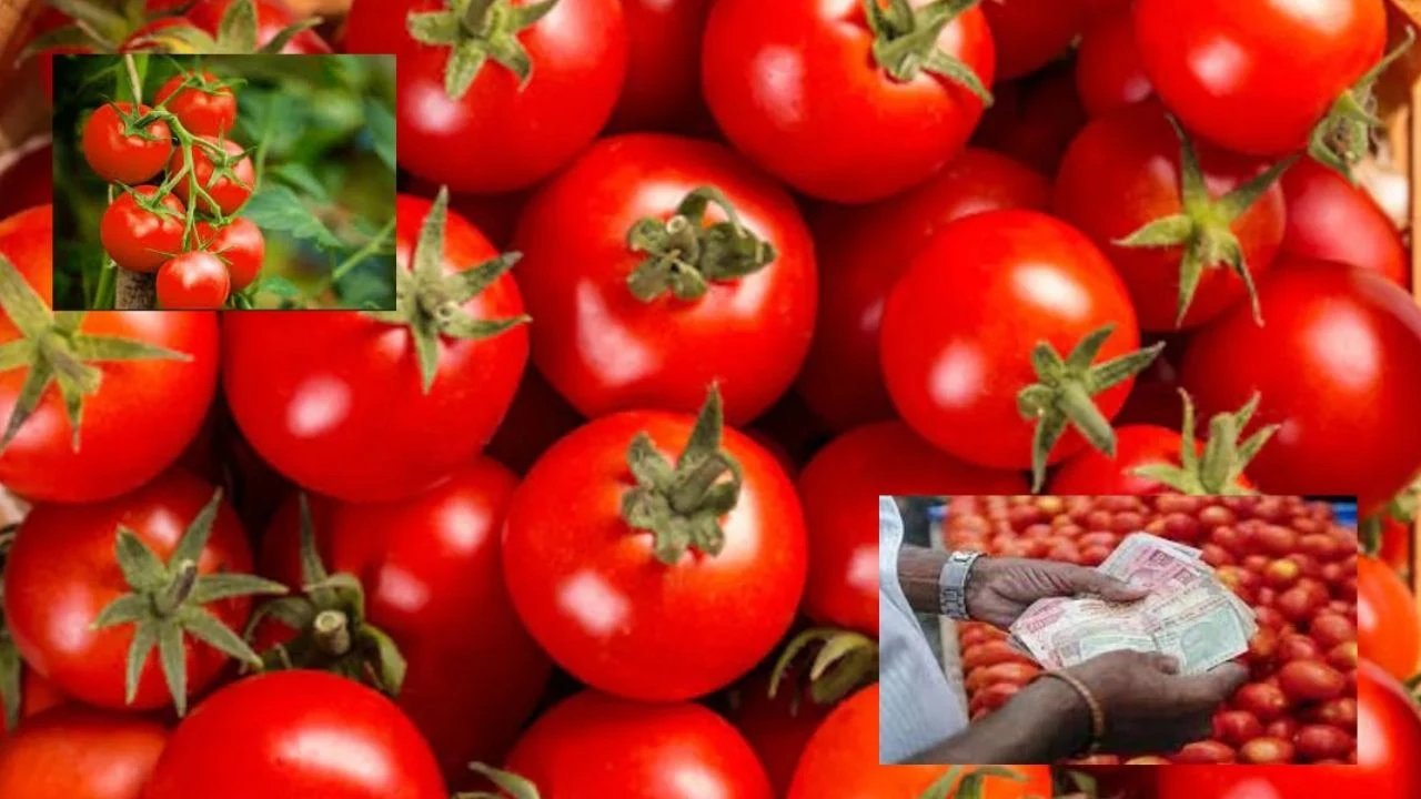 Tomato Price : టమాటా ధరకు రెక్కలొచ్చాయ్..కేజీ ఎంతో తెలుసా! Tomato Price : టమాటా ధరకు రెక్కలొచ్చాయ్..కేజీ ఎంతో తెలుసా!