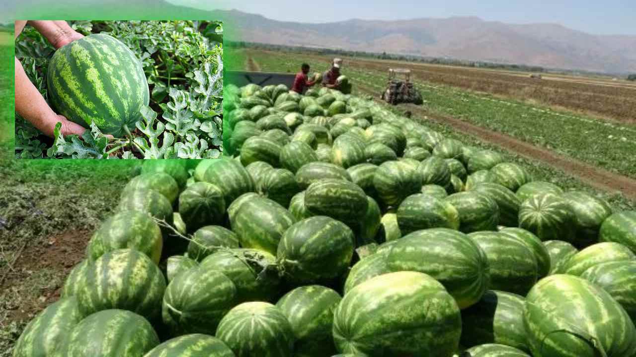 Watermelon Cultivation : పుచ్చసాగుతో రైతుకు మేలు! సాగులో మెళుకువలు, యాజమాన్య పద్దతులు Watermelon Cultivation : పుచ్చసాగుతో రైతుకు మేలు! సాగులో మెళుకువలు, యాజమాన్య పద్దతులు