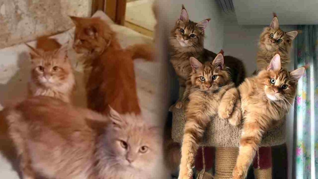 20 Cats