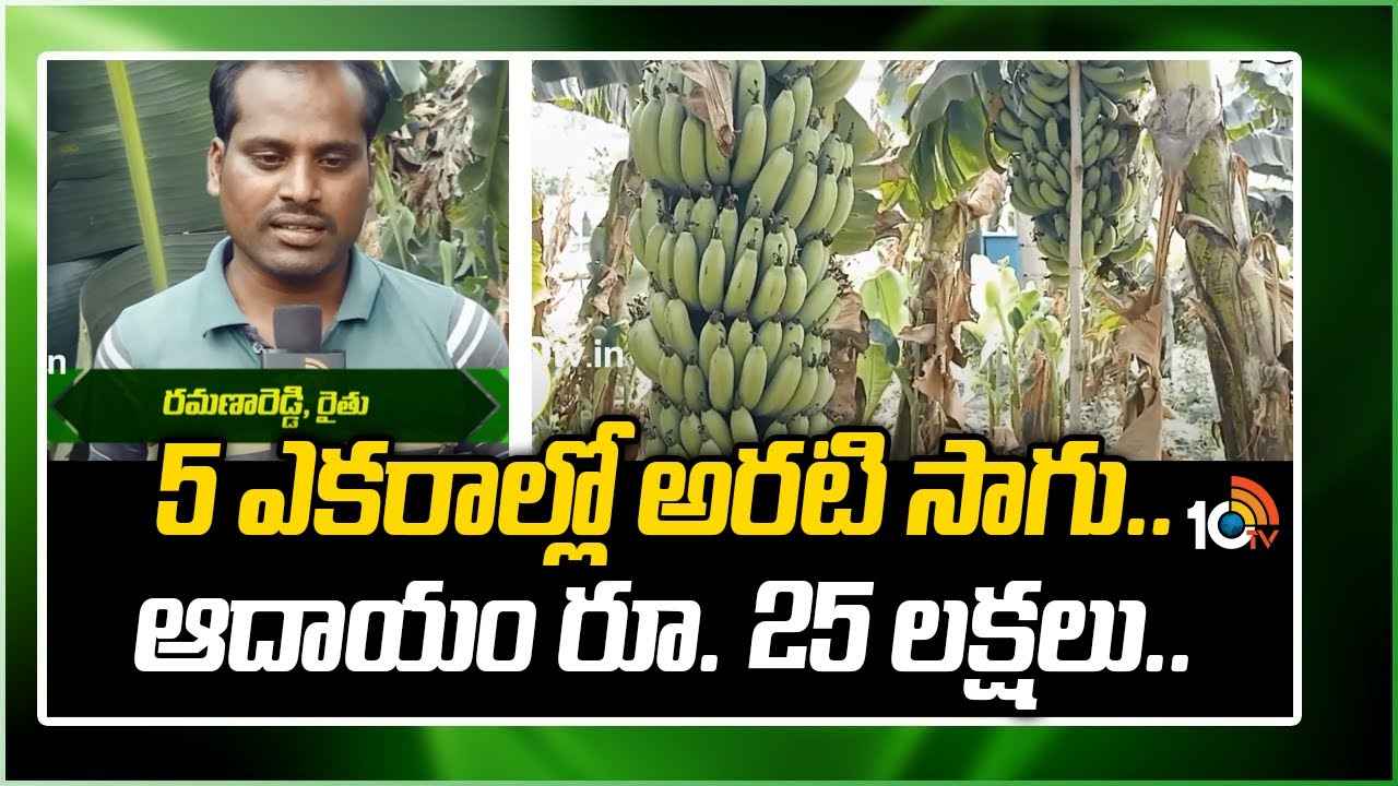 Banana Farming: 5 ఎకరాల్లో అరటి సాగు.. ఆదాయం రూ. 25 లక్షలు