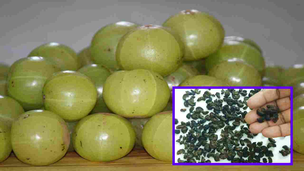 Amla Pieces : ఆరోగ్యానికి మేలు చేసే ఎండు ఉసిరి ముక్కలు! Amla Pieces : ఆరోగ్యానికి మేలు చేసే ఎండు ఉసిరి ముక్కలు!