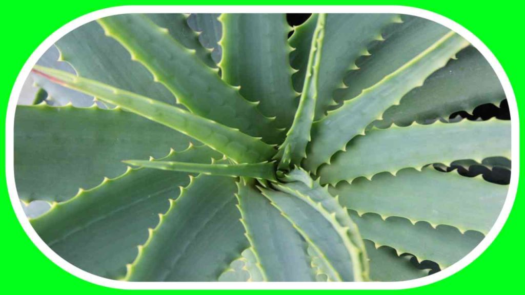 Aloe Vera