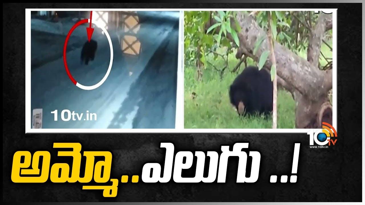 Bear Tension: అమ్మో..ఎలుగు..!