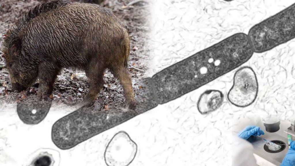 Anthrax Detected In Wild Boars In Kerala's Athirapally (1)