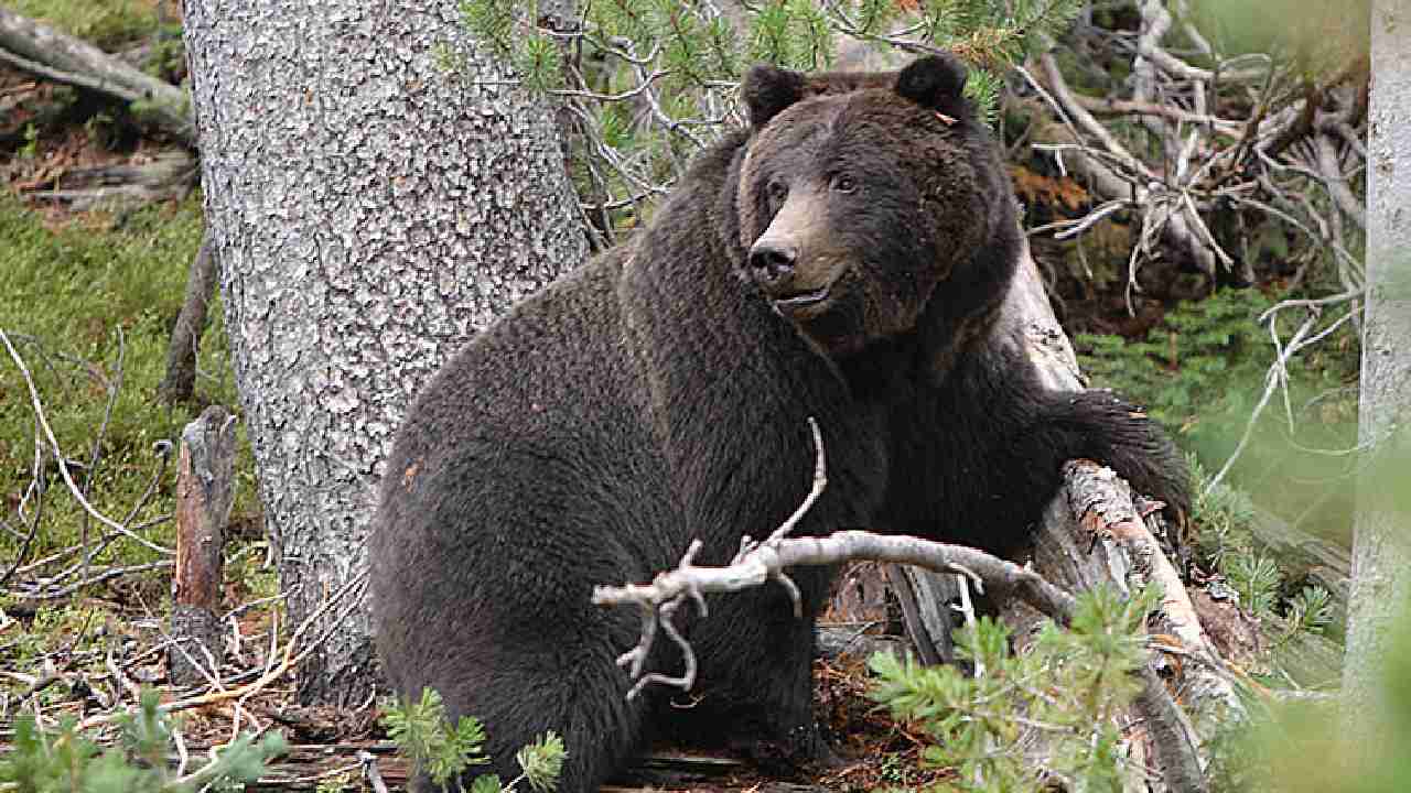 Bear Kills Couple : గుడిలో ప్రార్థనలు చేస్తుండగా ఘోరం.. దంపతులను చంపి తిన్న ఎలుగుబంటి Bear Kills Couple : గుడిలో ప్రార్థనలు చేస్తుండగా ఘోరం.. దంపతులను చంపి తిన్న ఎలుగుబంటి