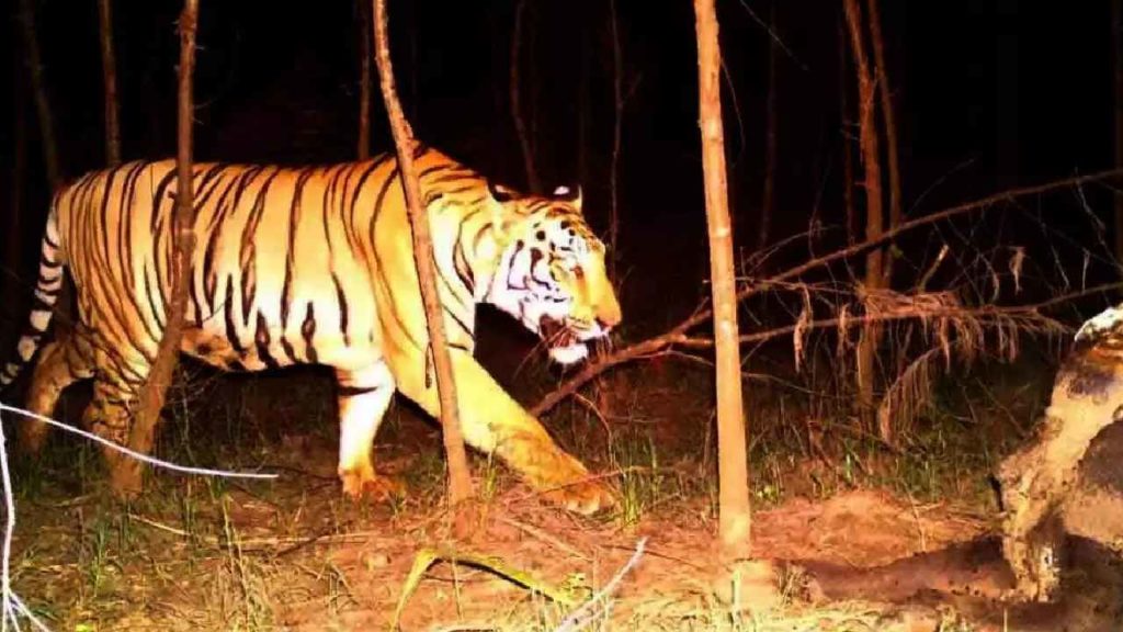 Bengal Tiger Tension