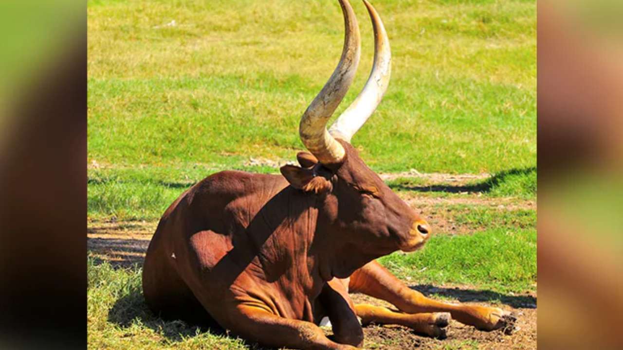 Bull arrested: ఎద్దును అరెస్ట్ చేసిన పోలీసులు.. ఎలాంటి శిక్ష విధించారంటే.. Bull arrested: ఎద్దును అరెస్ట్ చేసిన పోలీసులు.. ఎలాంటి శిక్ష విధించారంటే..