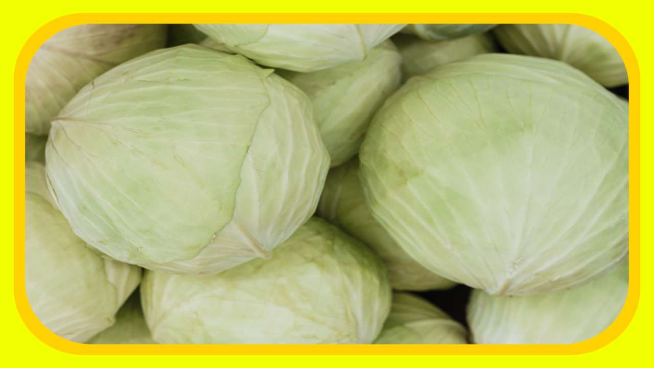 Cabbage : వారానికి ఒక్కరోజైనా దీనిని మీ డైట్ లో చేర్చుకోండి! Cabbage : వారానికి ఒక్కరోజైనా దీనిని మీ డైట్ లో చేర్చుకోండి!