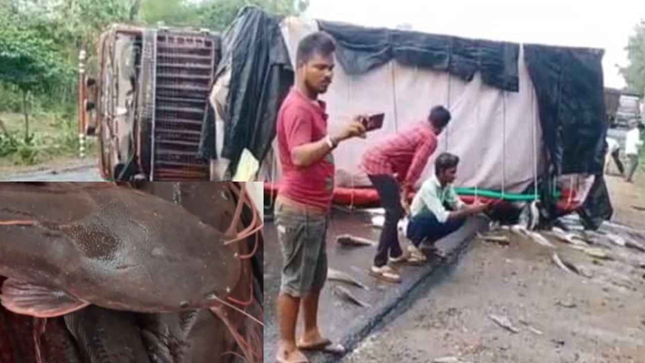 Cat Fish Tension : భద్రాద్రి కొత్తగూడెం జిల్లాలో క్యాన్సర్ ముప్పు తెచ్చే క్యాట్ ఫిష్ కలకలం Cat Fish Tension : భద్రాద్రి కొత్తగూడెం జిల్లాలో క్యాన్సర్ ముప్పు తెచ్చే క్యాట్ ఫిష్ కలకలం