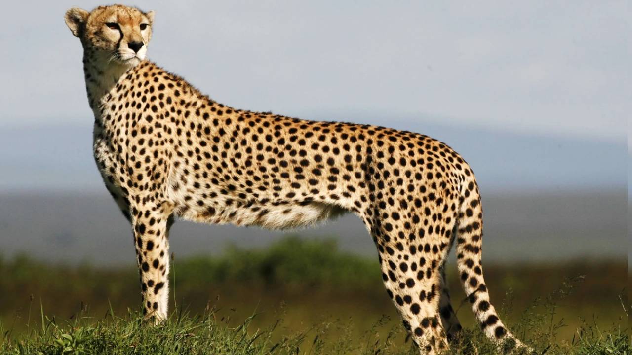 Cheetah: భారత్ రానున్న చీతాలు.. 70 ఏళ్ల తర్వాత తొలిసారి Cheetah: భారత్ రానున్న చీతాలు.. 70 ఏళ్ల తర్వాత తొలిసారి