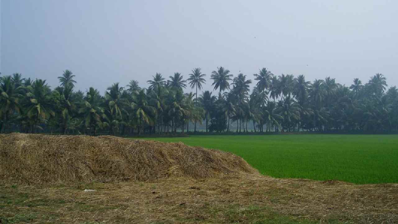 Crop Holiday: క్రాప్ హాలిడే దిశగా కోనసీమ రైతులు Crop Holiday: క్రాప్ హాలిడే దిశగా కోనసీమ రైతులు