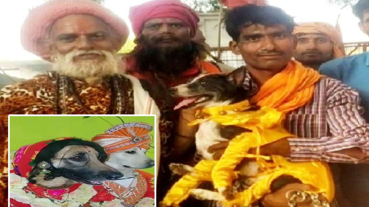 Dogs Wedding: పెంపుడు కుక్కల పెళ్లి అదుర్స్.. భారీగా తరలివచ్చిన అతిథులు.. ఎక్కడంటే.. Dogs Wedding: పెంపుడు కుక్కల పెళ్లి అదుర్స్.. భారీగా తరలివచ్చిన అతిథులు.. ఎక్కడంటే..