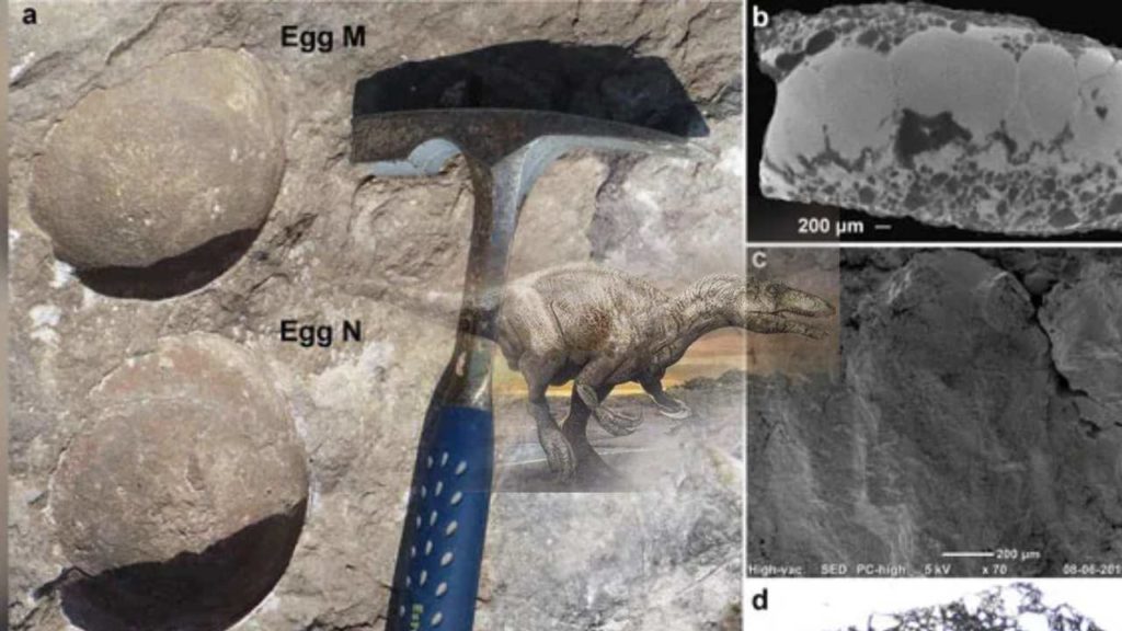 Delhi Versity Researchers Discovered An 'egg In Egg' Dinosaur Egg From Mp (1)