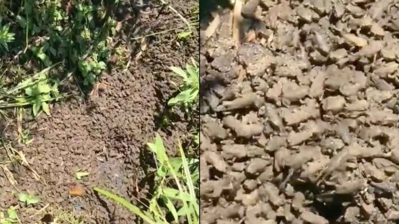 Viral Video: లక్షలాది కప్ప పిల్లల సైన్యాన్ని మీరెప్పుడైనా చూశారా.. ఒళ్లు గగ్గురు పొడిచే వీడియో… Viral Video: లక్షలాది కప్ప పిల్లల సైన్యాన్ని మీరెప్పుడైనా చూశారా.. ఒళ్లు గగ్గురు పొడిచే వీడియో…