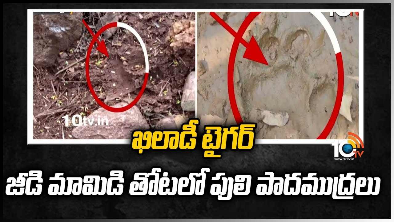 Kakinada Tiger: ఖిలాడీ టైగర్.. జీడిమామిడితోటలో పులి పాదముద్రలు