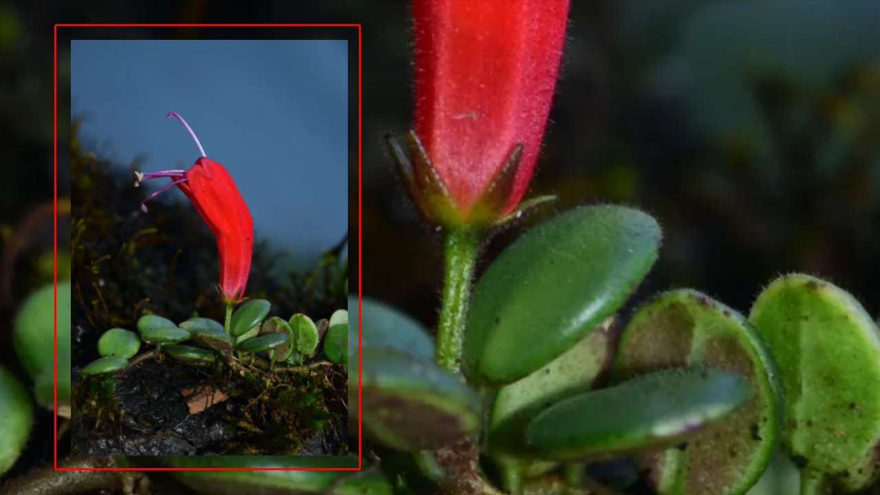 Lipstick Plant : అరుణాచల్ ప్రదేశ్లో 100 ఏళ్ల తర్వాత ‘లిప్స్టిక్’ మొక్కను కనుగొన్న శాస్త్రవేత్తలు Lipstick Plant : అరుణాచల్ ప్రదేశ్లో 100 ఏళ్ల తర్వాత ‘లిప్స్టిక్’ మొక్కను కనుగొన్న శాస్త్రవేత్తలు