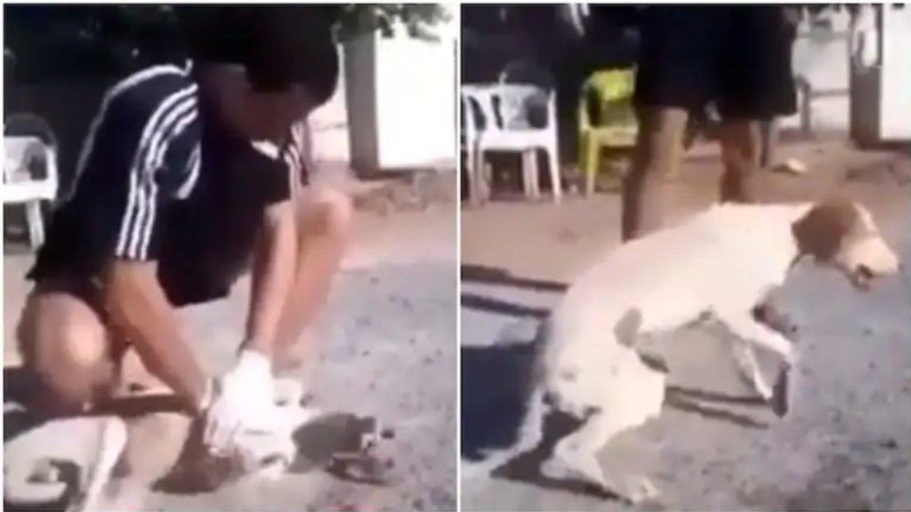 Man Brings Dog Back To Life By Performing Cpr, Heartwarming Viral Video